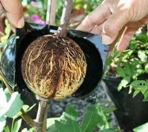 Root pod