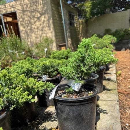 Juniper procumbens nana pre-bonsai