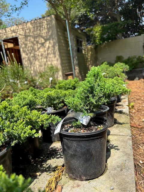 Juniper procumbens nana pre-bonsai