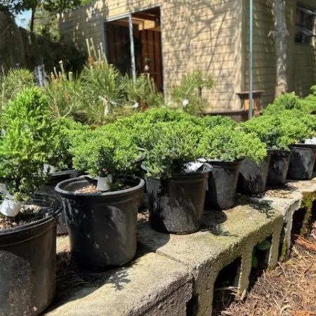 Juniper procumbens nana pre-bonsai