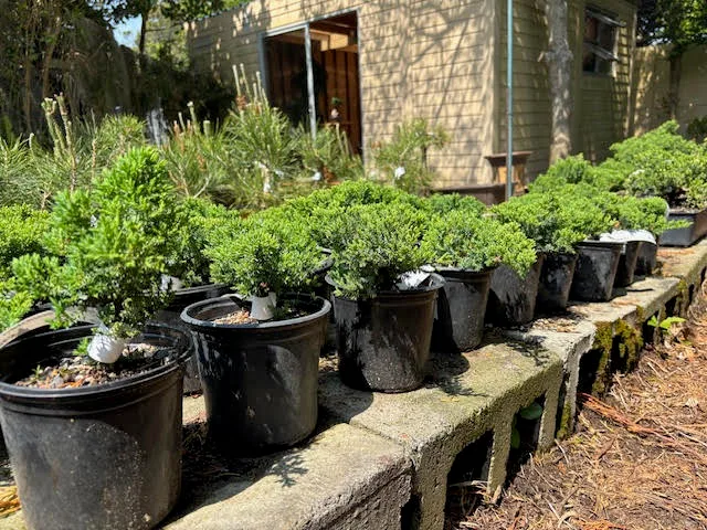 Juniper procumbens nana pre-bonsai