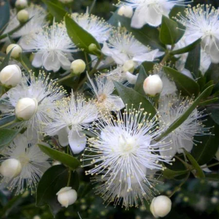 Myrtle flower