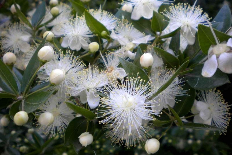 Myrtle flower