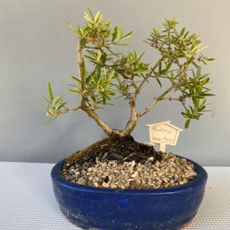 Buddleja saligna bonsai