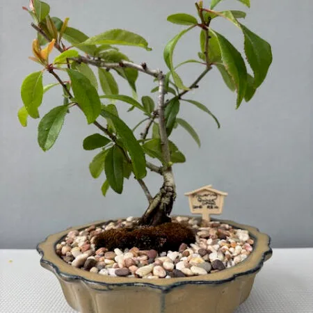 Flowering Quince bonsai