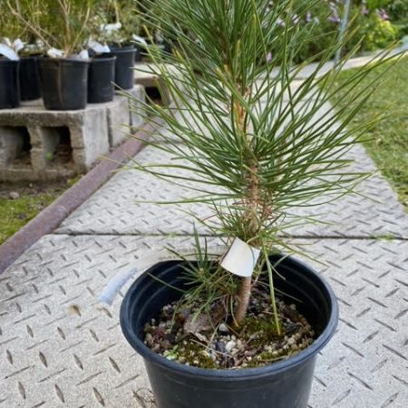 Japanese Black Pine pre-bonsai
