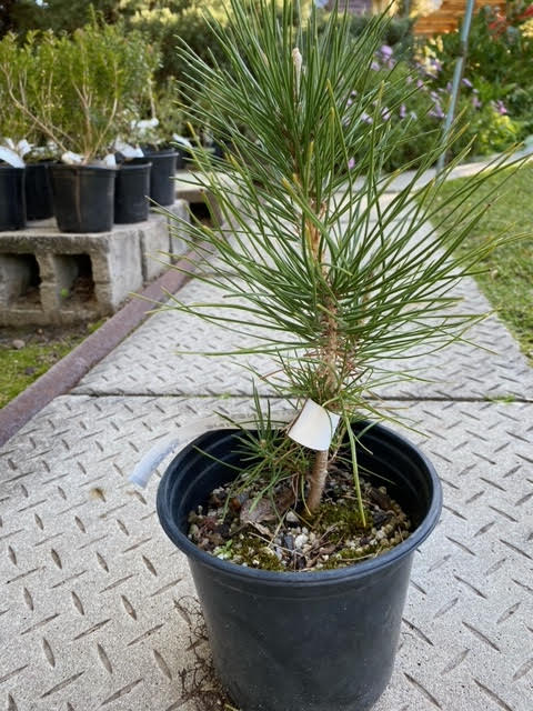 Japanese Black Pine pre-bonsai