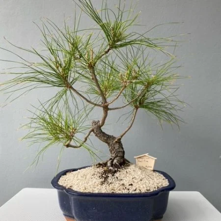 Japanese Red Pine