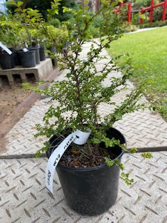 Seiju Elm pre-bonsai
