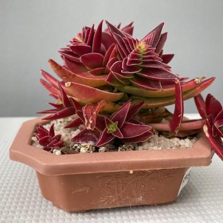 Red Pagoda accent plant