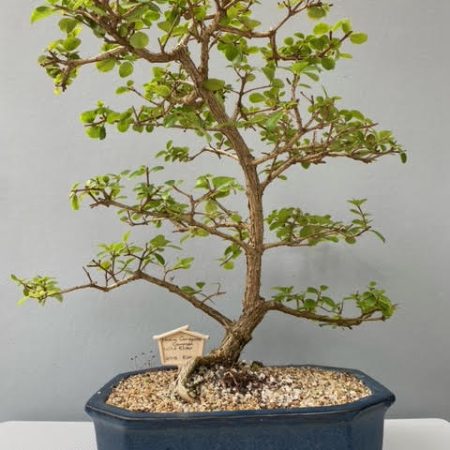 Nuxia congesta bonsai