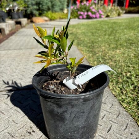 Ficus nerifolia pre-bonsai