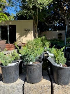 Shimpaku Itoigawa Juniper pre-bonsai
