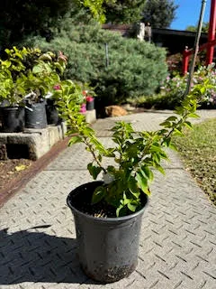 Bougainvillea pre-bonsai