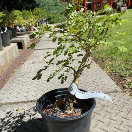 Acacia burkei pre-bonsai