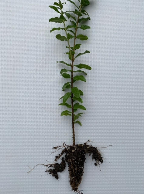 Galpinia transvaalica seedlings