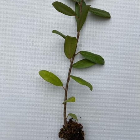 Ficus natalensis pre-bonsai seedlings