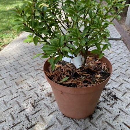 Euonymus pre-bonsai