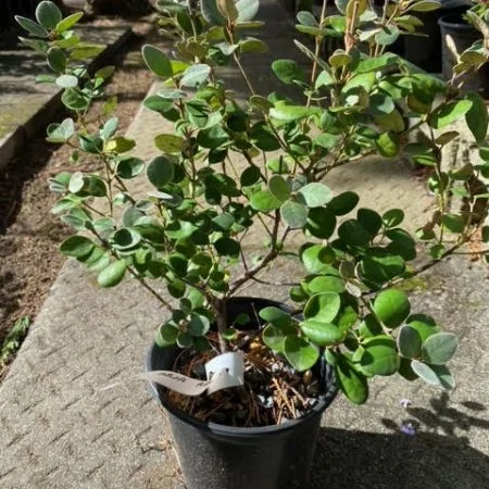 Correa alba pre-bonsai