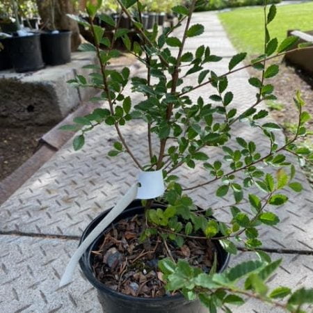 Catlin Elm pre-bonsai