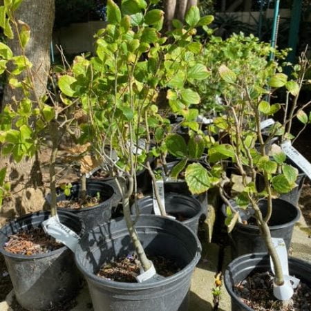 Celtis sinensis pre-bonsai