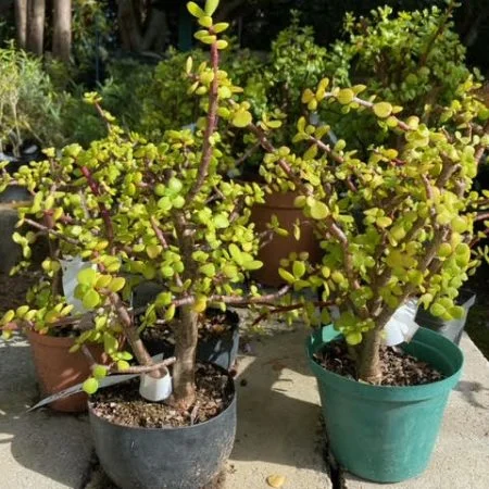 Spekboom pre-bonsai