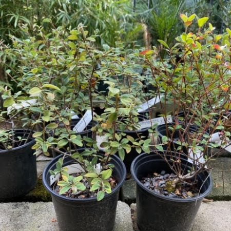 Cotoneaster pre-bonsai