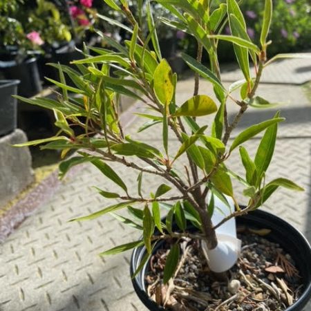 Ficus nerifolia pre-bonsai