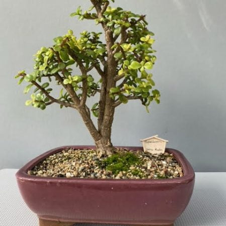 Spekboom bonsai