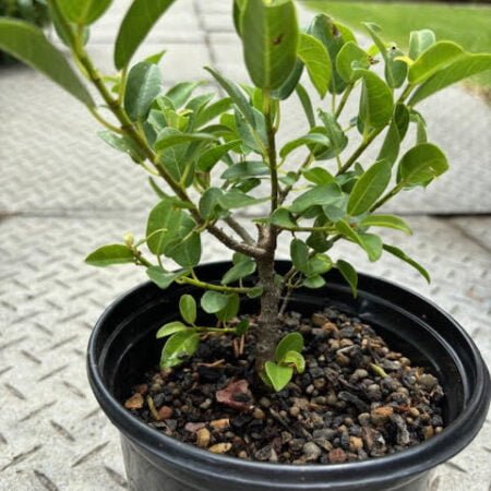 Ficus burtt-davyi nana pre-bonsai