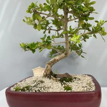 Wild Olive Bonsai