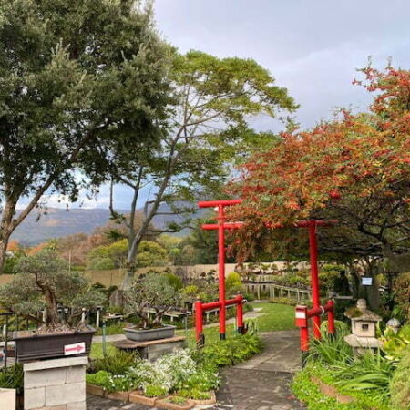 Bishopsford Bonsai Nursery