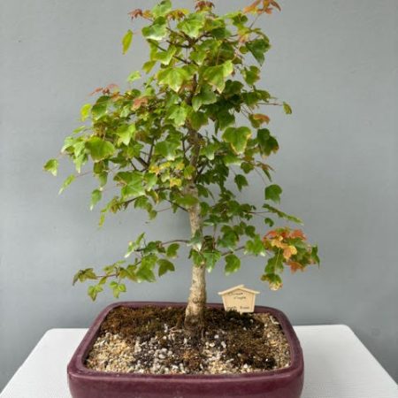Chinese maple bonsai