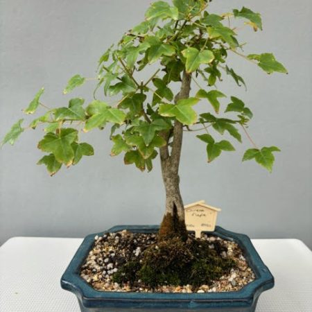 Chinese maple bonsai