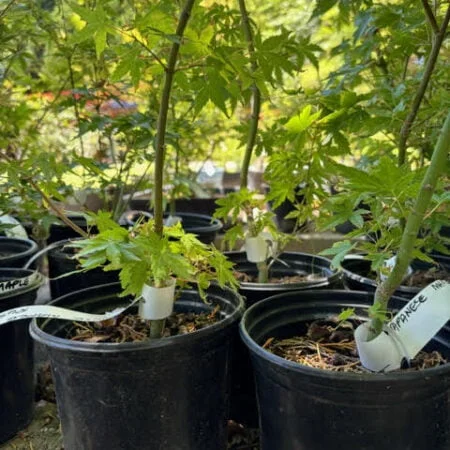 Japanese Maple pre-bonsai