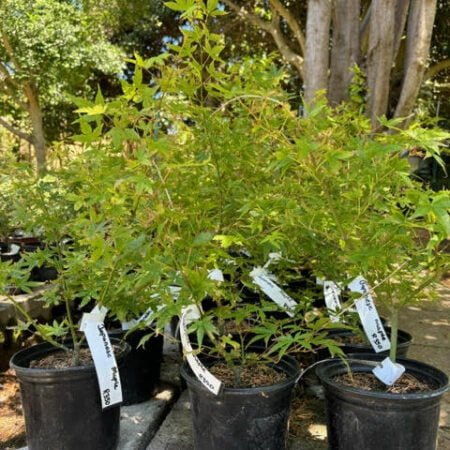 Japanese Maple pre-bonsai