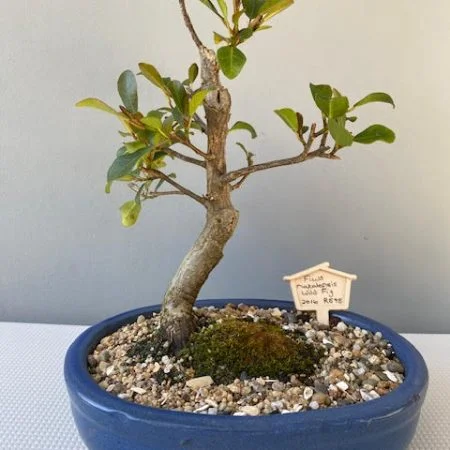 Ficus natalensis - Wild Fig Bonsai