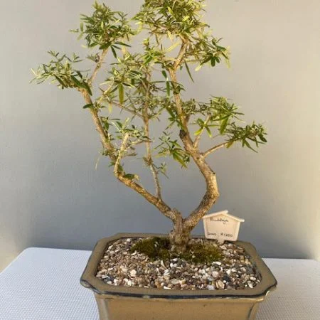 Buddleja saligna bonsai