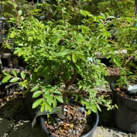 Cork Bark Elm pre-bonsai