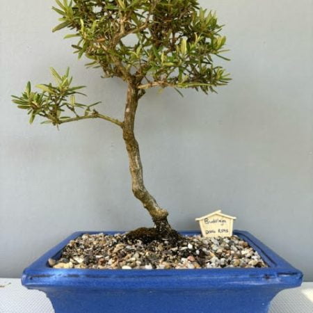 Buddleja bonsai