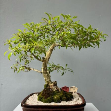 Lavender Tree Bonsai