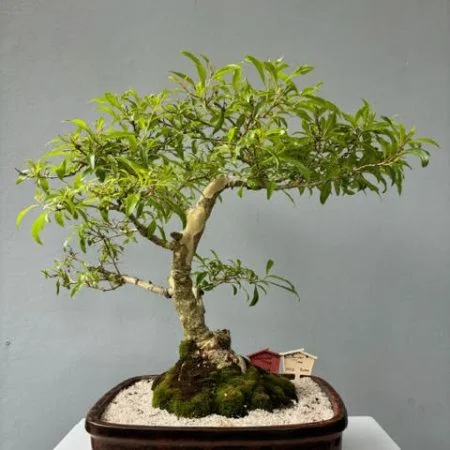 Lavender Tree Bonsai