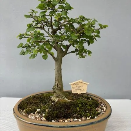 Celtis sinensis bonsai