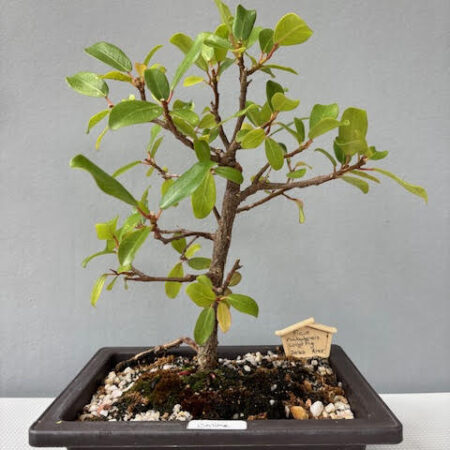 Ficus natalensis bonsai