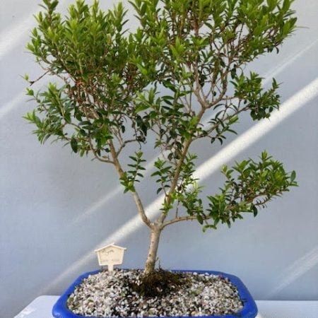 Myrtle bonsai