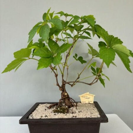 Virginia Creeper bonsai