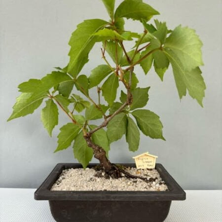 Virginia Creeper bonsai