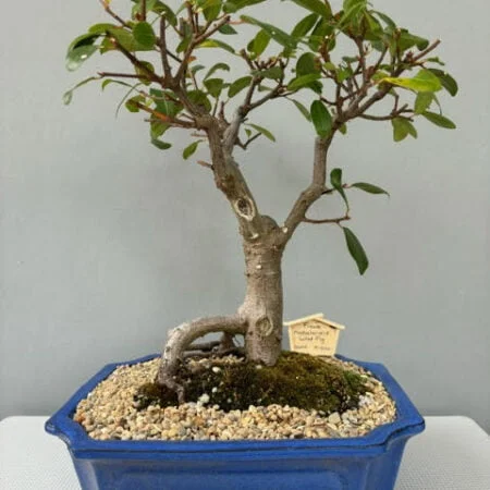 Ficus natalensis bonsai