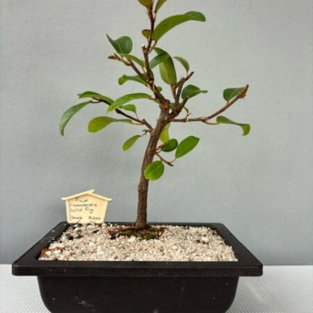 Ficus natalensis bonsai