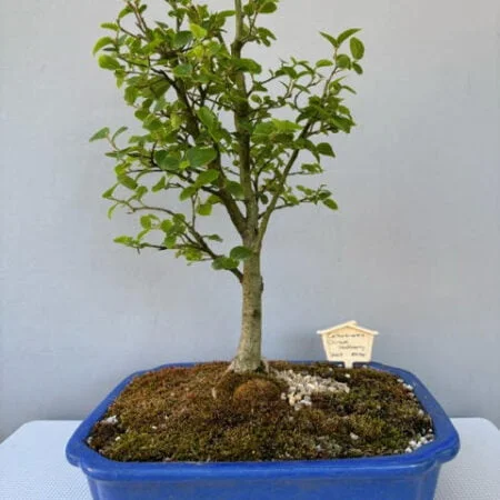 Celtis sinensis bonsai